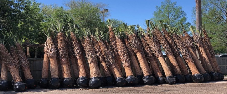 Sabal Palm Trees