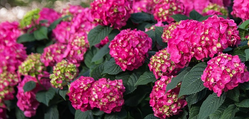 Summer Crush plants